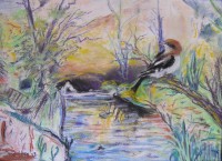 Picanço Barreteiro no seu ambiente